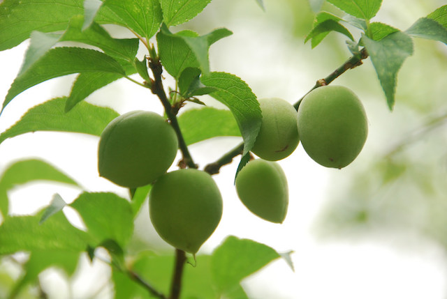 Fruit_Seasons_03