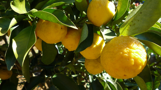 Fruit_Seasons_11