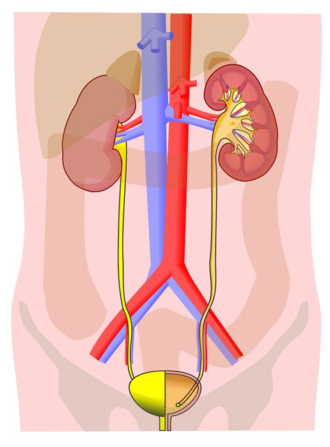 urinary